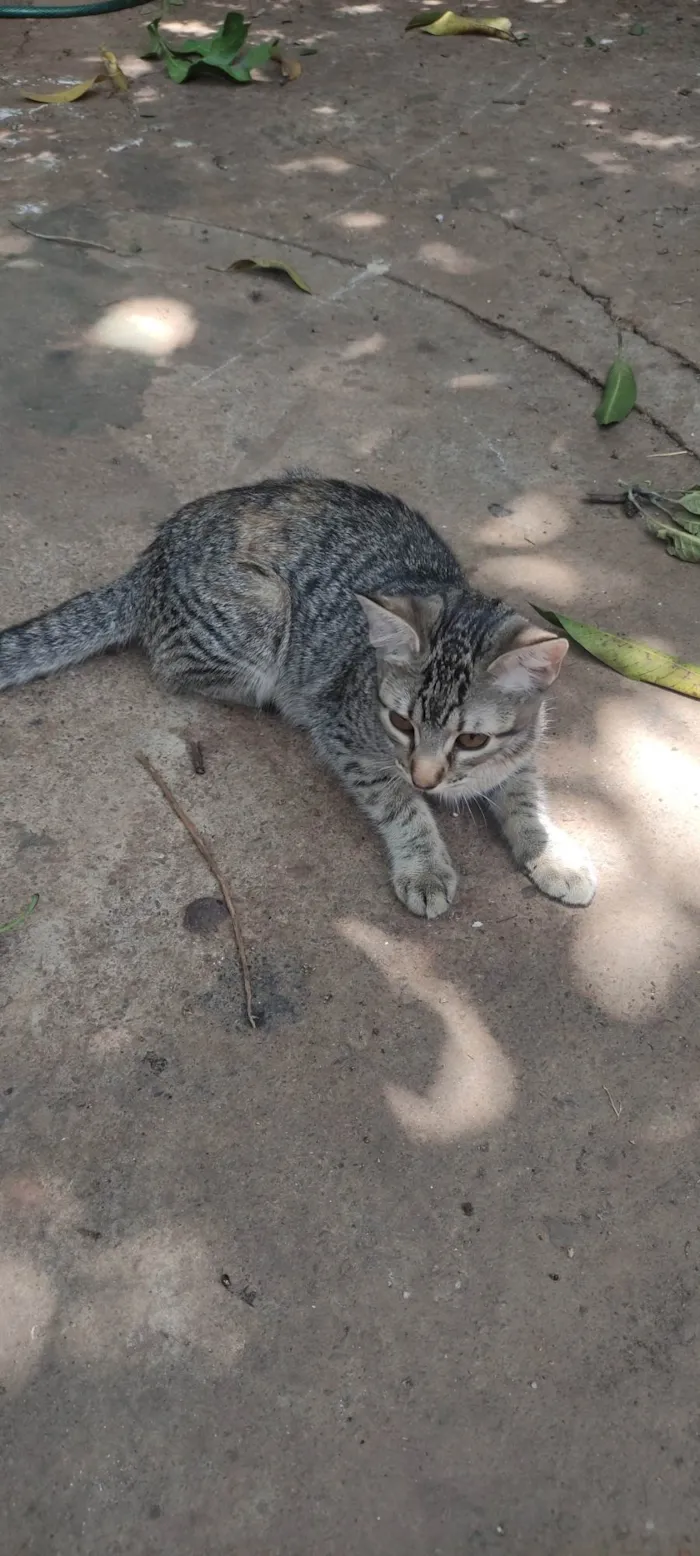 Gato ra a SRD-ViraLata idade 2 a 6 meses nome Lili