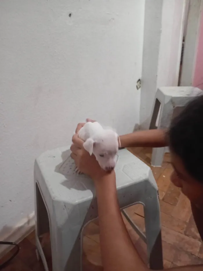 Cachorro ra a SRD-ViraLata idade 2 a 6 meses nome LUIZ CARLOS DOS SANTOS