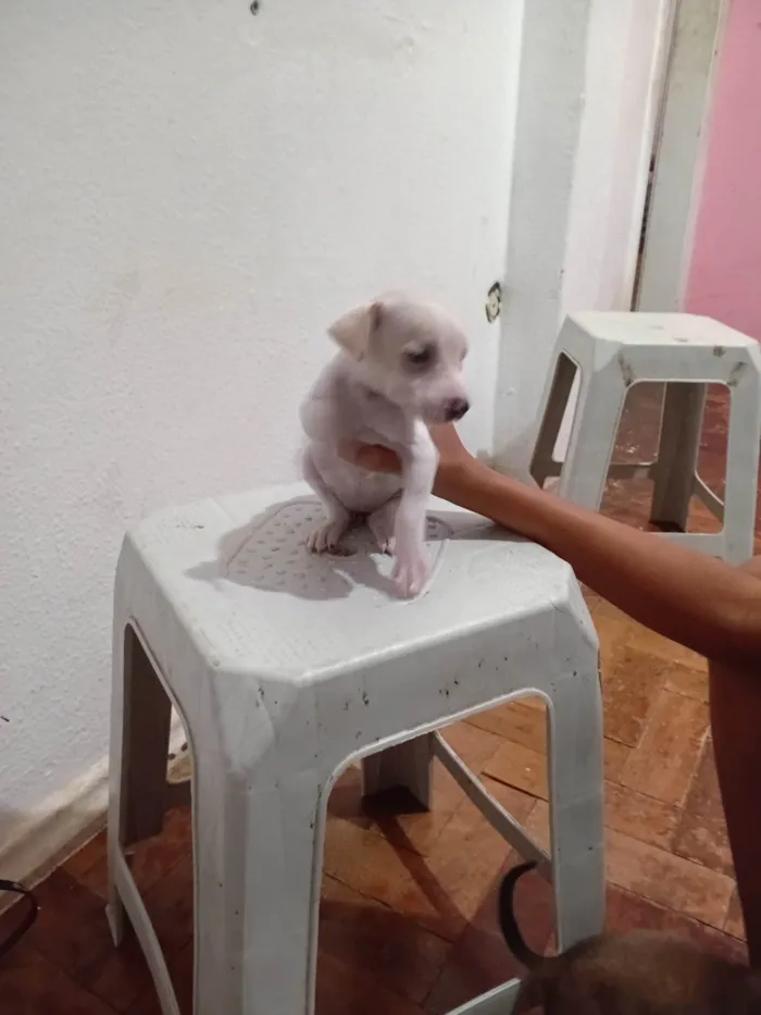 Cachorro ra a SRD-ViraLata idade 2 a 6 meses nome LUIZ CARLOS DOS SANTOS