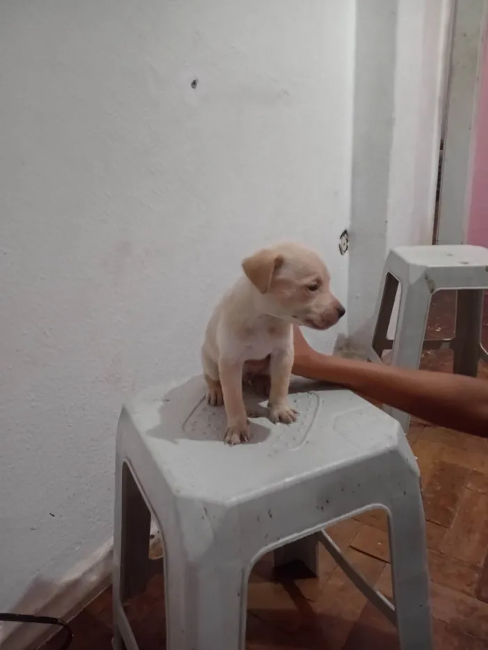 Cachorro ra a SRD-ViraLata idade 2 a 6 meses nome LUIZ CARLOS DOS SANTOS