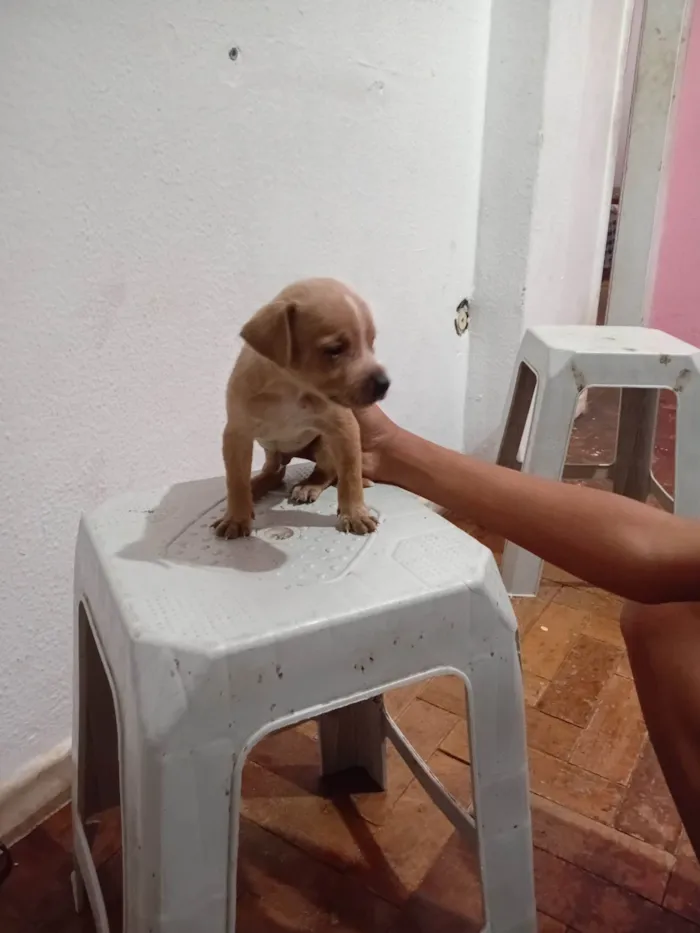 Cachorro ra a SRD-ViraLata idade 2 a 6 meses nome LUIZ CARLOS DOS SANTOS