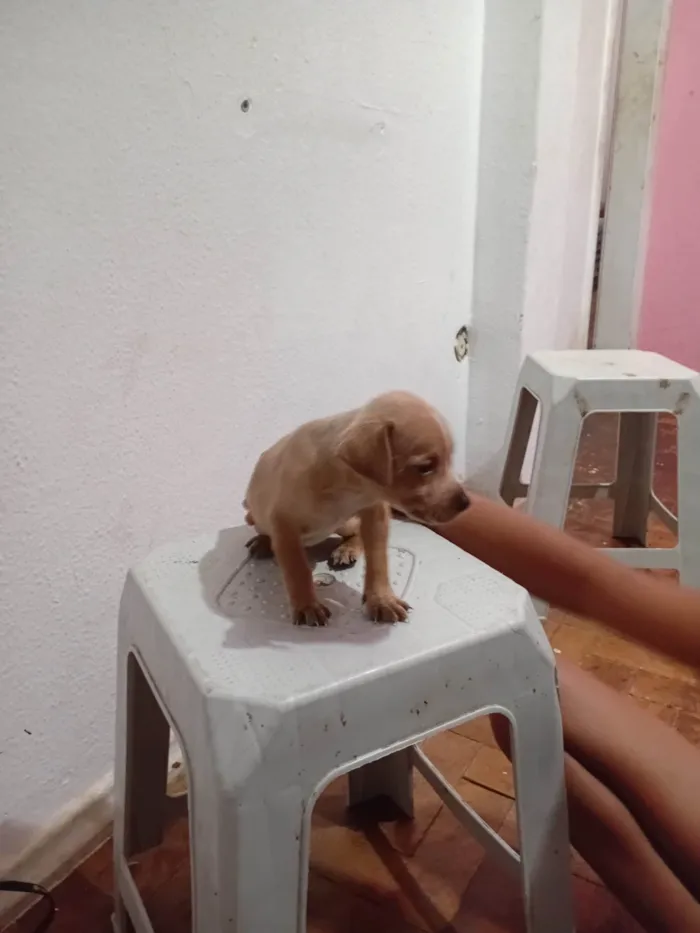 Cachorro ra a SRD-ViraLata idade 2 a 6 meses nome LUIZ CARLOS DOS SANTOS