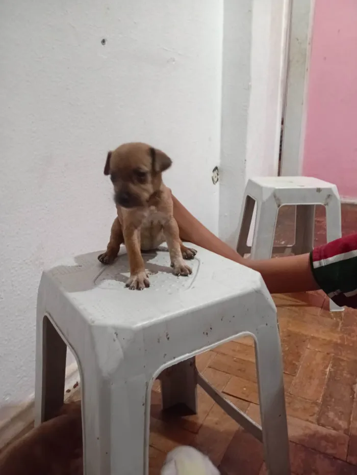 Cachorro ra a SRD-ViraLata idade 2 a 6 meses nome LUIZ CARLOS DOS SANTOS