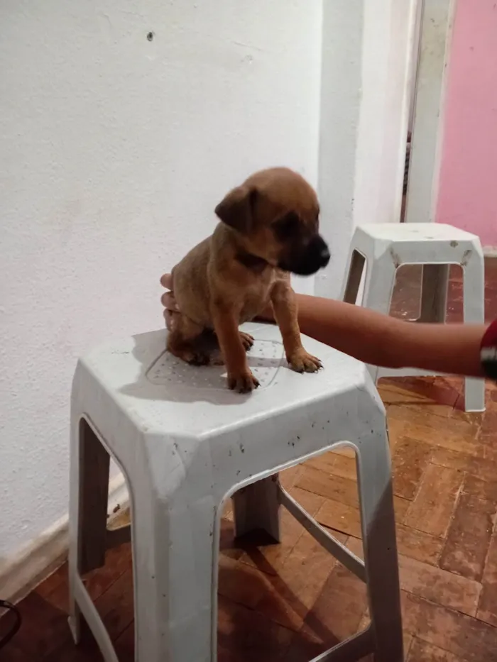 Cachorro ra a SRD-ViraLata idade 2 a 6 meses nome LUIZ CARLOS DOS SANTOS