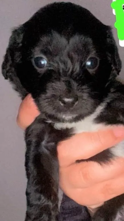 Cachorro ra a Poodle idade 2 a 6 meses nome Luck 