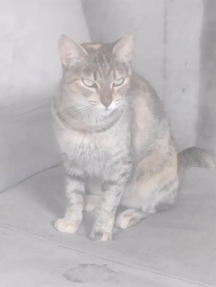 Gato ra a SRD-ViraLata idade 2 anos nome Lily