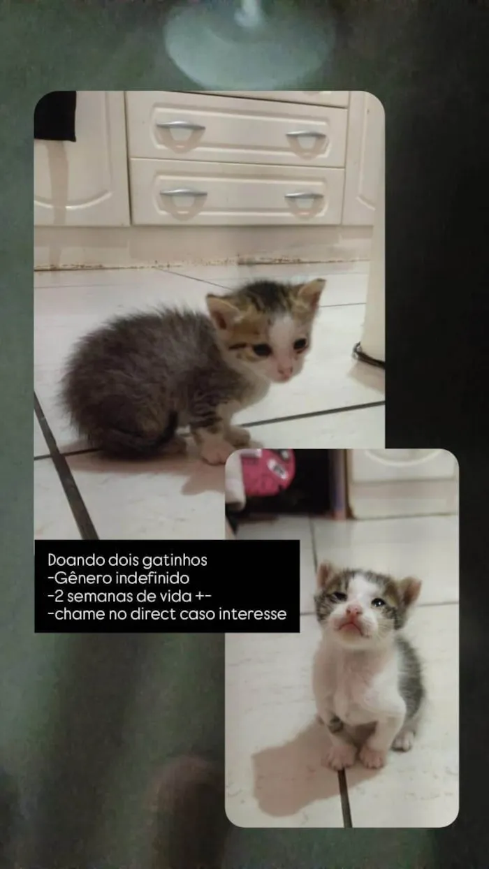 Gato ra a SRD-ViraLata idade Abaixo de 2 meses nome Sem nome 
