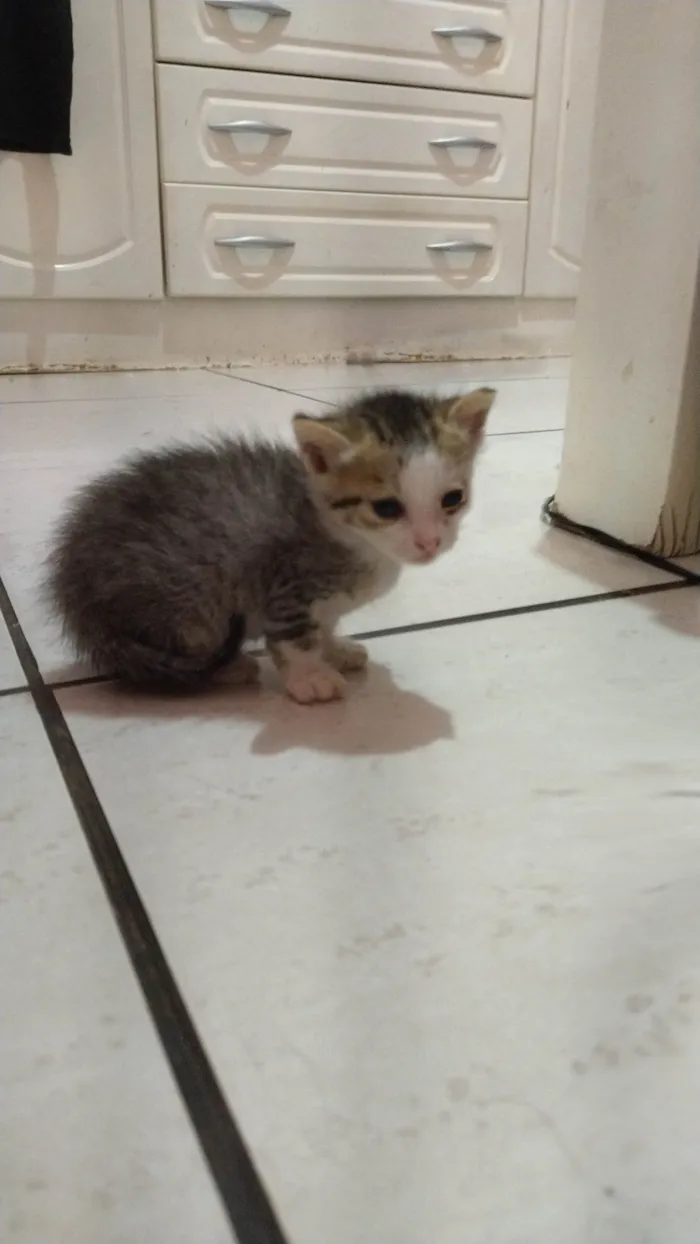 Gato ra a SRD-ViraLata idade Abaixo de 2 meses nome Sem nome 