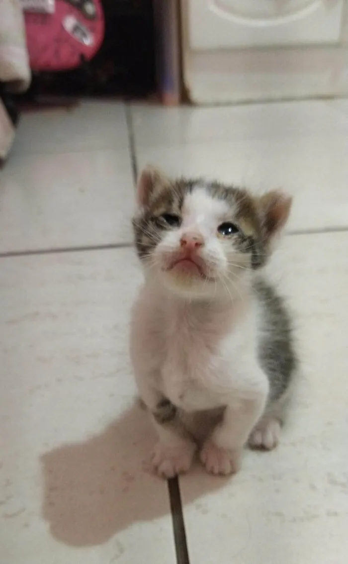 Gato ra a SRD-ViraLata idade Abaixo de 2 meses nome Sem nome 