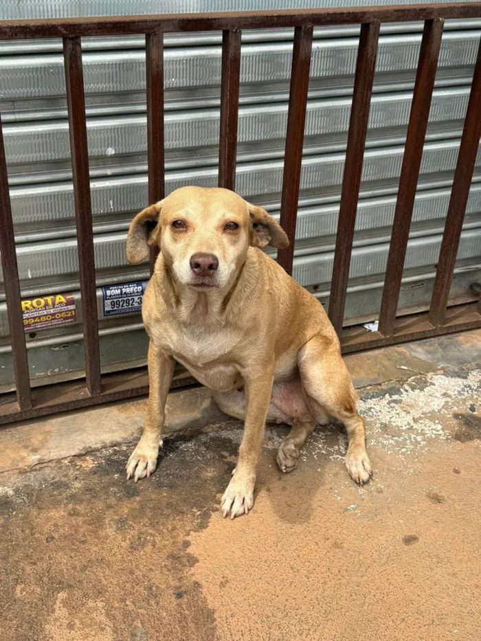 Cachorro ra a SRD-ViraLata idade 4 anos nome BALA-CARAMELA