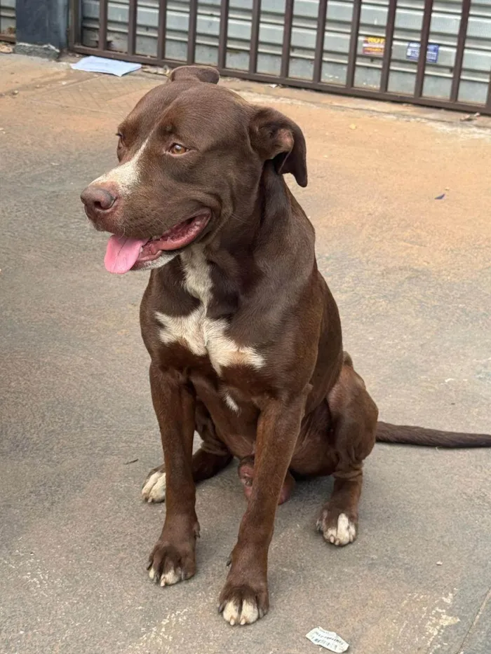 Cachorro ra a Pit-Bull idade 2 anos nome CHOCOLAMORE