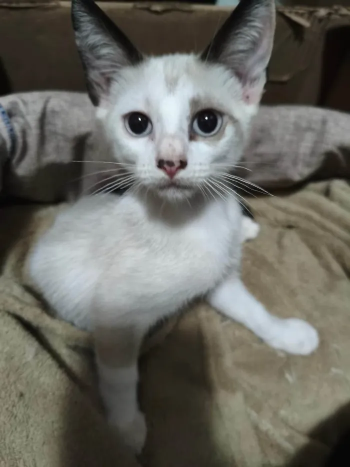 Gato ra a SRD-ViraLata idade 2 a 6 meses nome Clarinha, nasceu em 30/07/2025