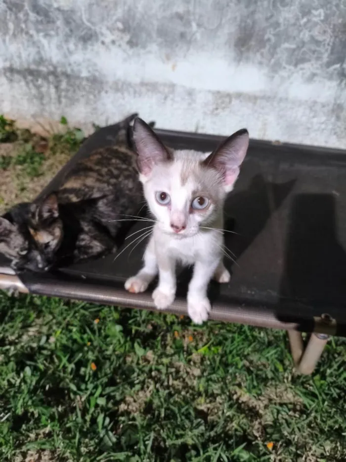 Gato ra a SRD-ViraLata idade 2 a 6 meses nome Clarinha, nasceu em 30/07/2025