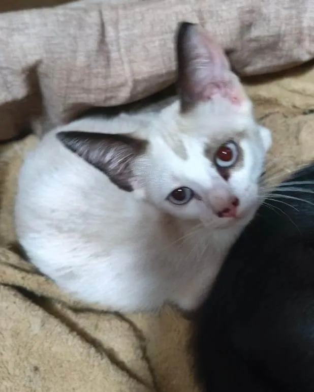 Gato ra a SRD-ViraLata idade 2 a 6 meses nome Clarinha, nasceu em 30/07/2025