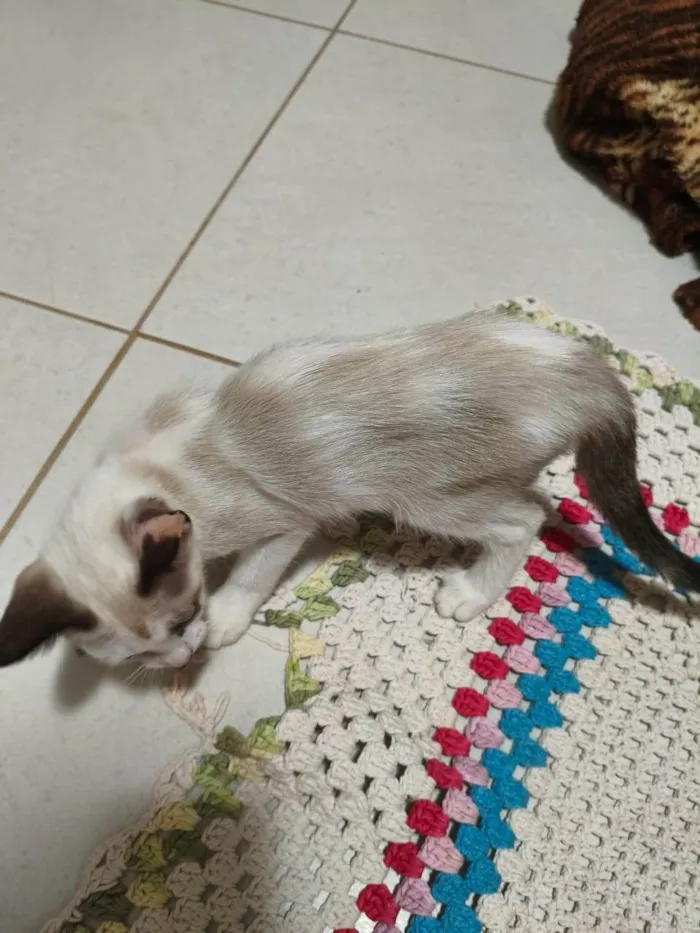 Gato ra a SRD-ViraLata idade 2 a 6 meses nome Clarinha, nasceu em 30/07/2025