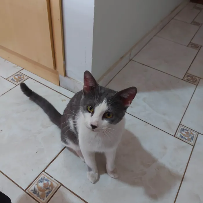 Gato ra a SRD-ViraLata idade 1 ano nome HELIO AZEVEDO MELO