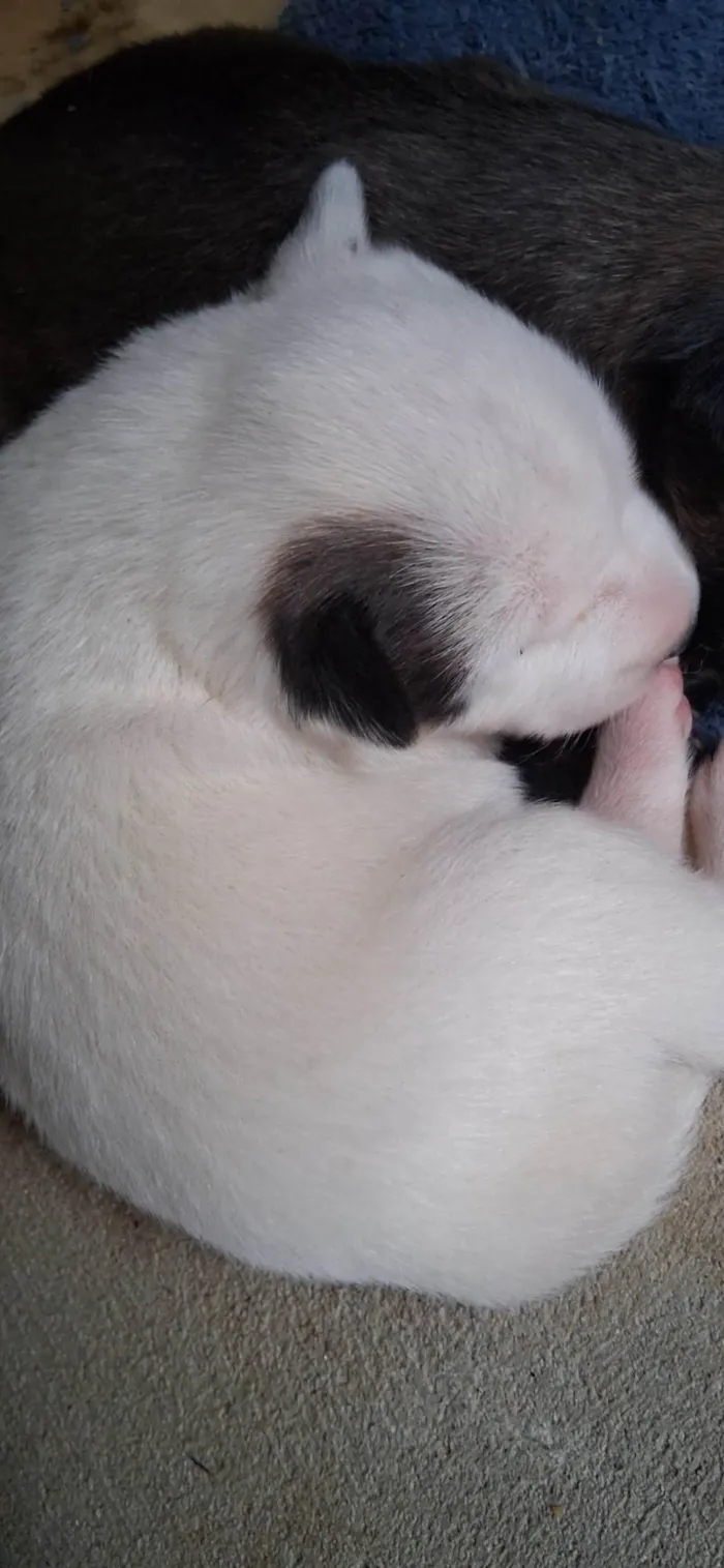 Cachorro ra a SRD-ViraLata idade Abaixo de 2 meses nome Sem Nome 