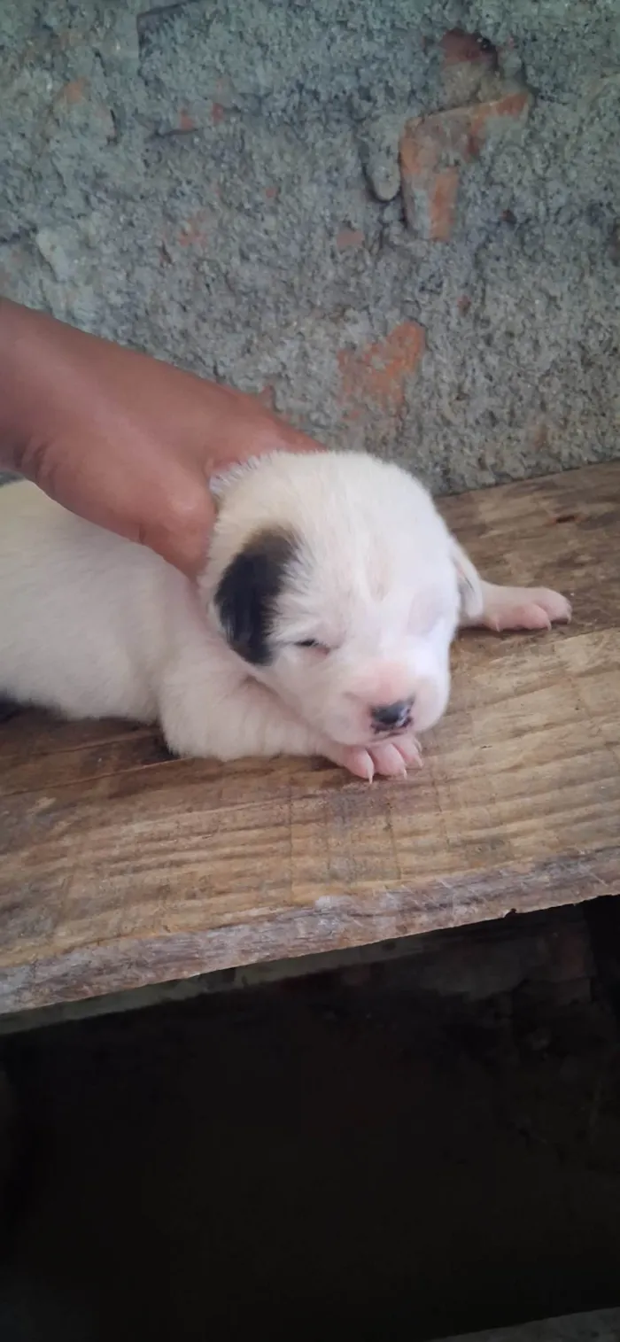 Cachorro ra a SRD-ViraLata idade Abaixo de 2 meses nome Sem Nome 