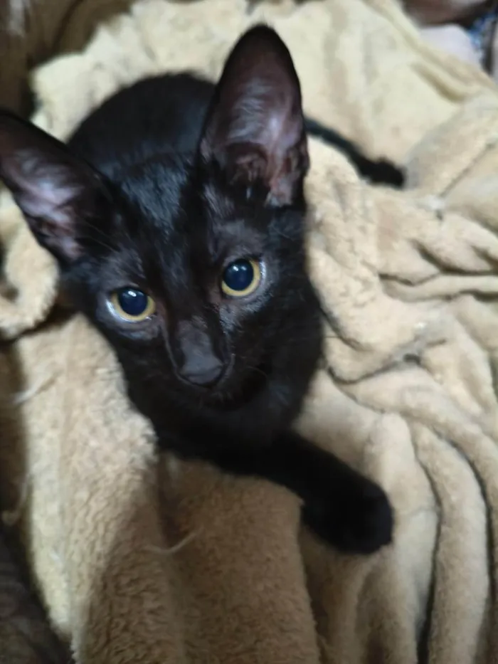 Gato ra a SRD-ViraLata idade 2 a 6 meses nome Morfeu