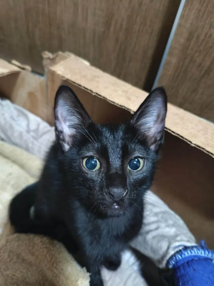 Gato ra a SRD-ViraLata idade 2 a 6 meses nome Morfeu