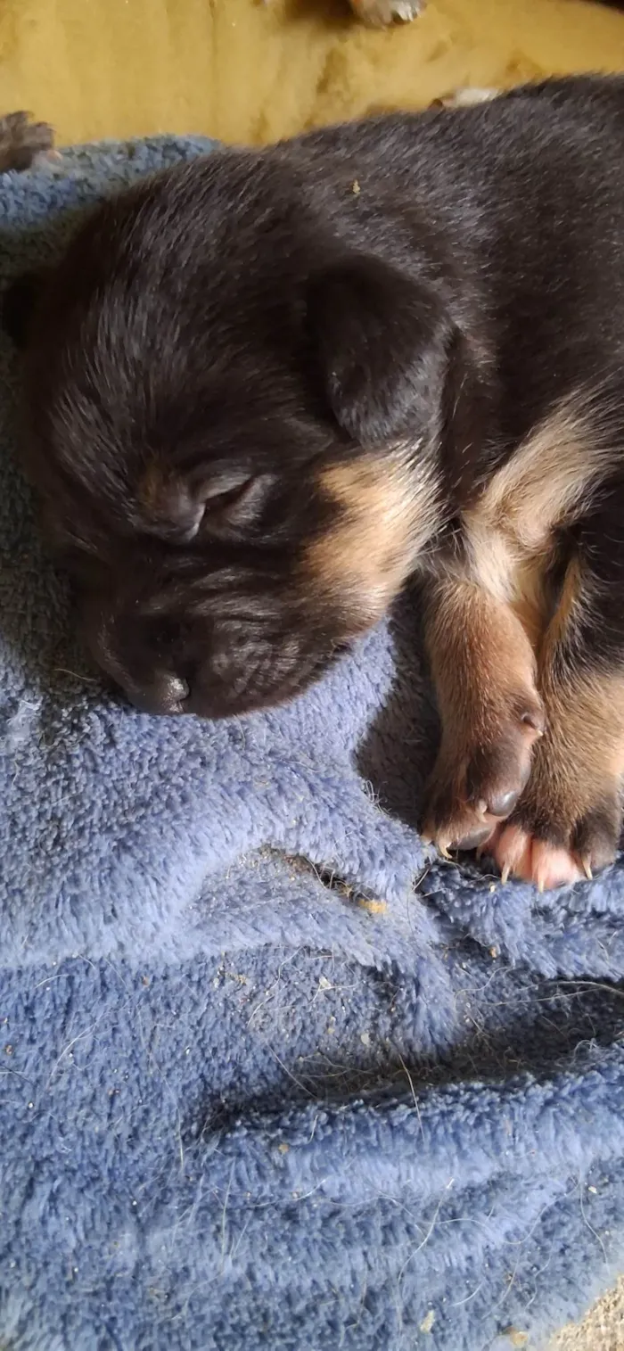 Cachorro ra a SRD-ViraLata idade Abaixo de 2 meses nome Ainda sem nome