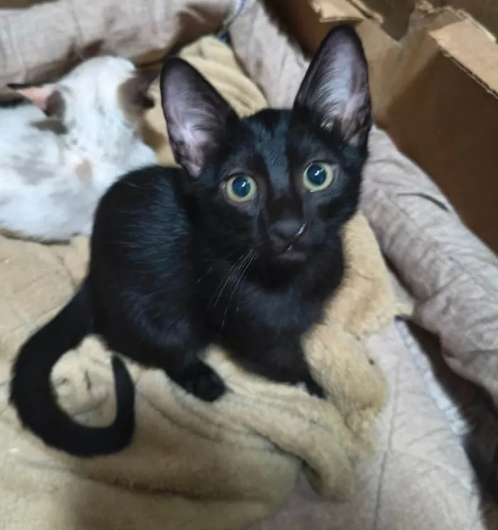 Gato ra a SRD-ViraLata idade 2 a 6 meses nome Morfeu