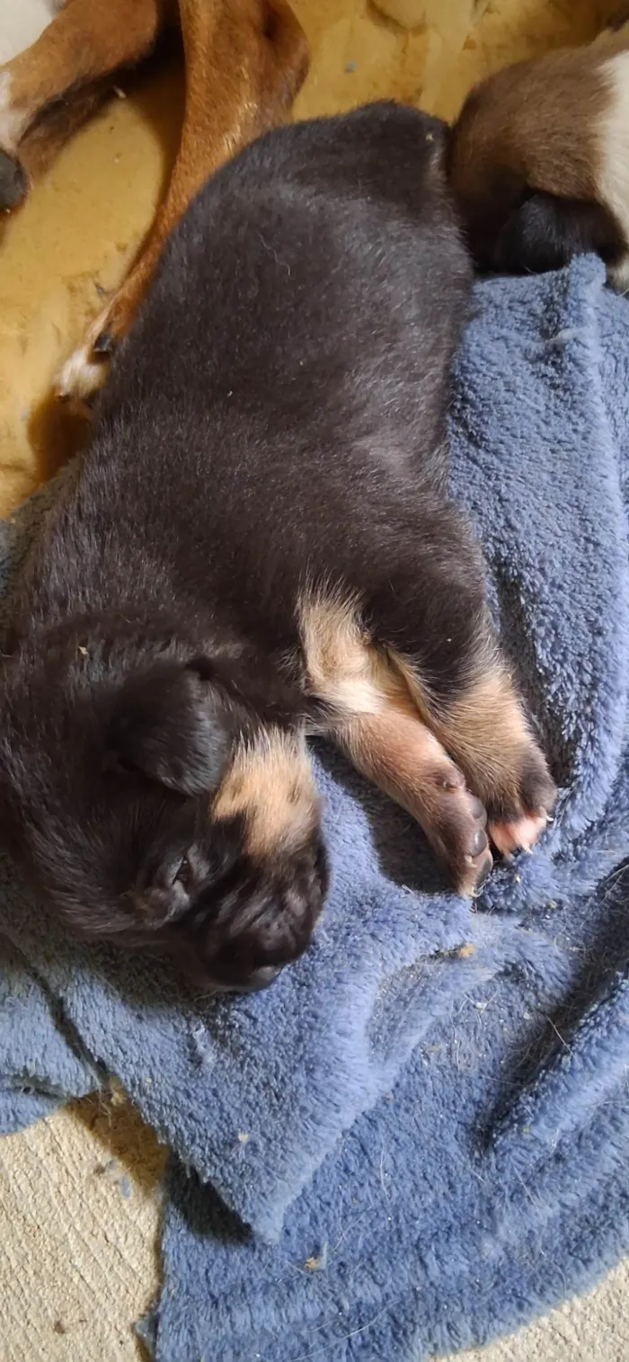 Cachorro ra a SRD-ViraLata idade Abaixo de 2 meses nome Ainda sem nome