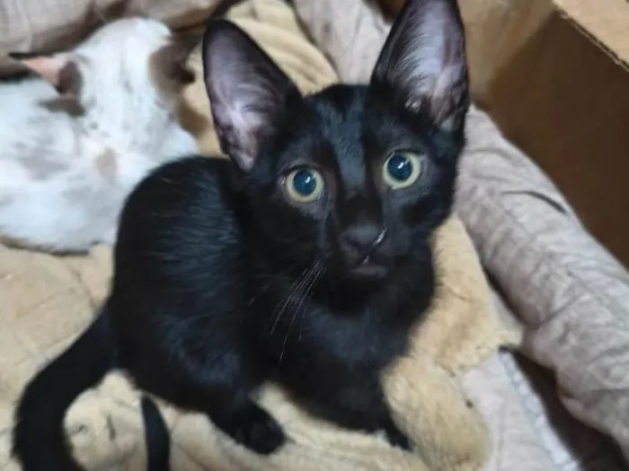 Gato ra a SRD-ViraLata idade 2 a 6 meses nome Morfeu