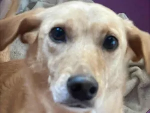 Cachorro raça SRD-ViraLata idade 2 anos nome (Não sabemos)