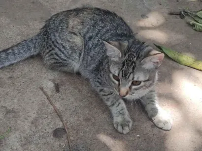 Gato raça SRD-ViraLata idade 2 a 6 meses nome Lili