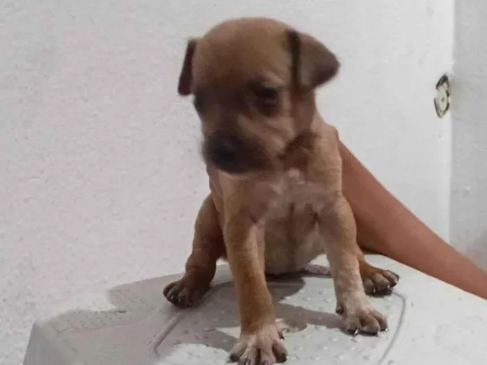 Cachorro ra a SRD-ViraLata idade 2 a 6 meses nome LUIZ CARLOS DOS SANTOS