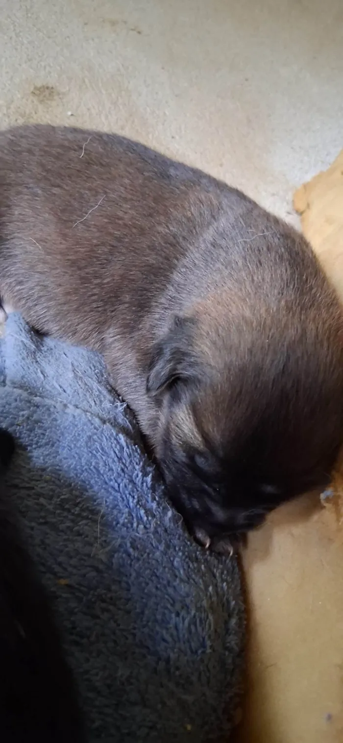 Cachorro ra a SRD-ViraLata idade Abaixo de 2 meses nome Sem Nome 