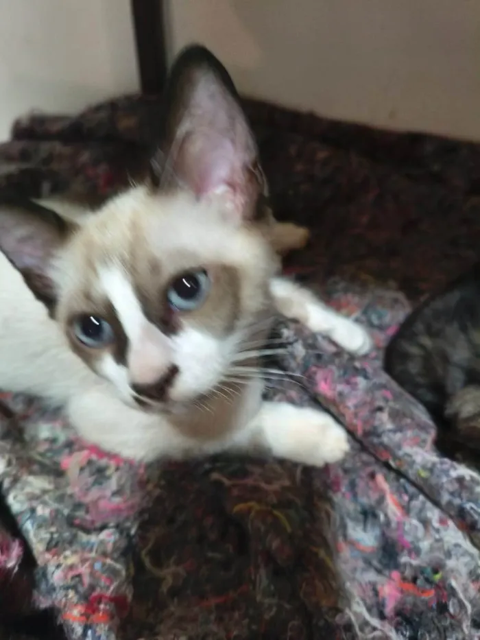 Gato ra a SRD-ViraLata idade 2 a 6 meses nome Dudu