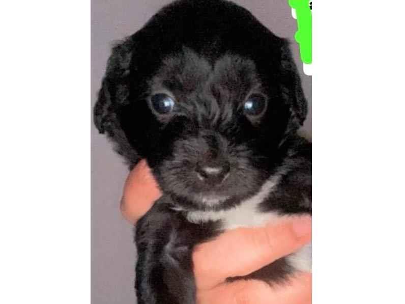 Cachorro raça Poodle idade 2 a 6 meses nome Luck 