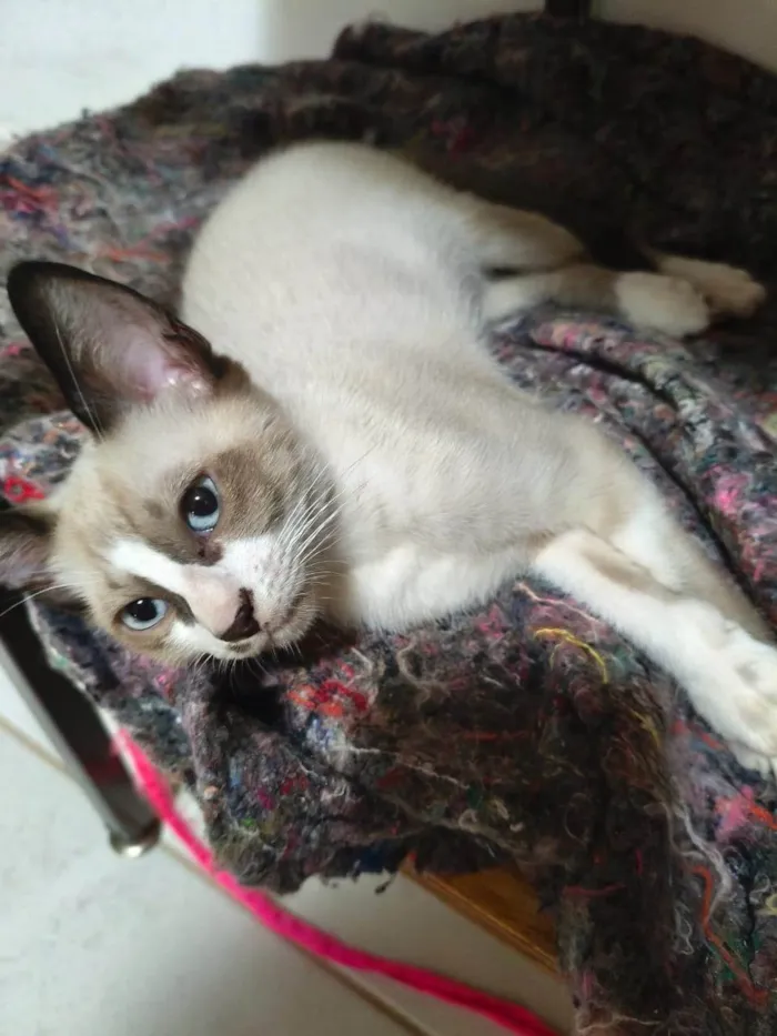 Gato ra a SRD-ViraLata idade 2 a 6 meses nome Dudu
