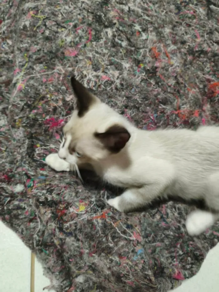 Gato ra a SRD-ViraLata idade 2 a 6 meses nome Dudu