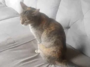 Gato raça SRD-ViraLata idade 2 anos nome Lily