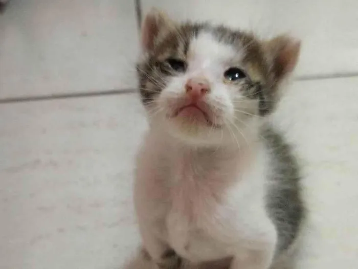 Gato ra a SRD-ViraLata idade Abaixo de 2 meses nome Sem nome 