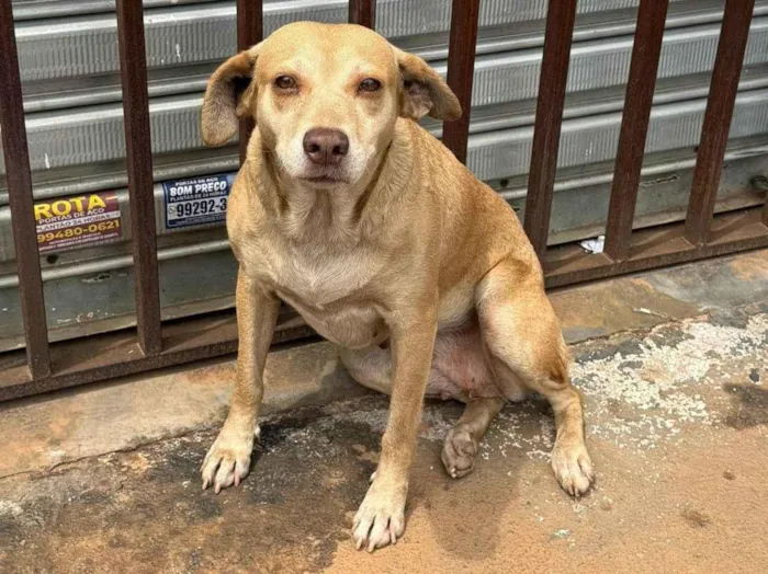 Cachorro ra a SRD-ViraLata idade 4 anos nome BALA-CARAMELA