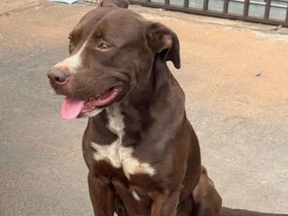 Cachorro raça Pit-Bull idade 2 anos nome CHOCOLAMORE