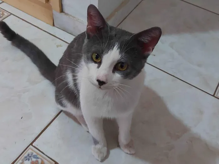 Gato ra a SRD-ViraLata idade 1 ano nome HELIO AZEVEDO MELO