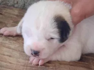 Cachorro raça SRD-ViraLata idade Abaixo de 2 meses nome Sem Nome 