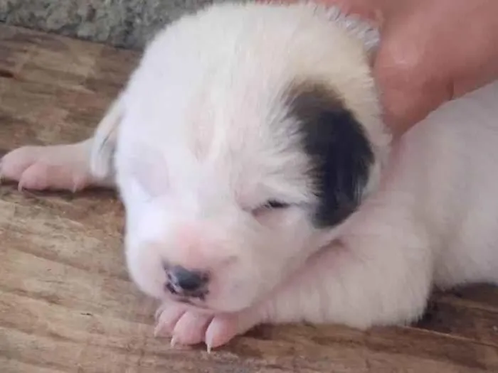 Cachorro ra a SRD-ViraLata idade Abaixo de 2 meses nome Sem Nome 
