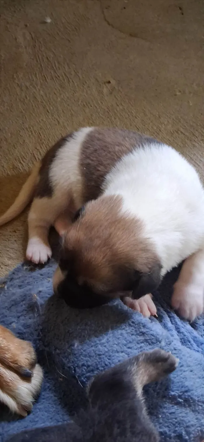 Cachorro ra a SRD-ViraLata idade Abaixo de 2 meses nome Ainda sem nome