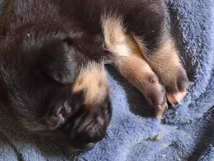 Cachorro ra a SRD-ViraLata idade Abaixo de 2 meses nome Ainda sem nome