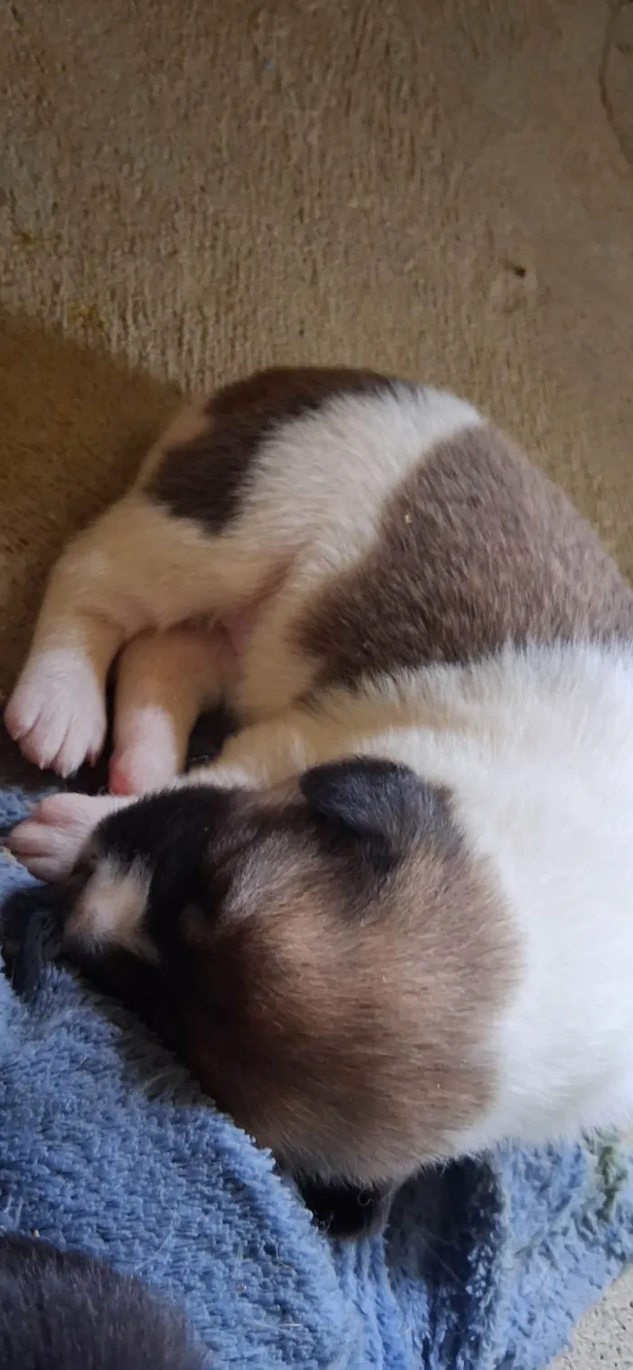 Cachorro ra a SRD-ViraLata idade Abaixo de 2 meses nome Ainda sem nome