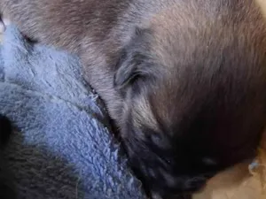 Cachorro raça SRD-ViraLata idade Abaixo de 2 meses nome Sem Nome 