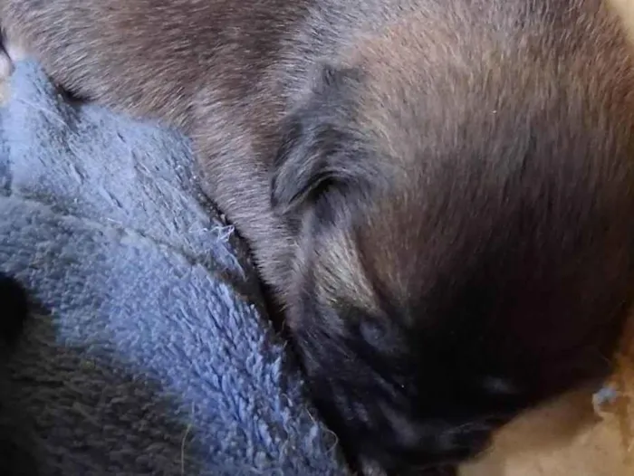 Cachorro ra a SRD-ViraLata idade Abaixo de 2 meses nome Sem Nome 