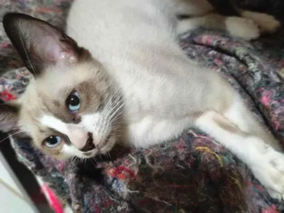 Gato raça SRD-ViraLata idade 2 a 6 meses nome Dudu