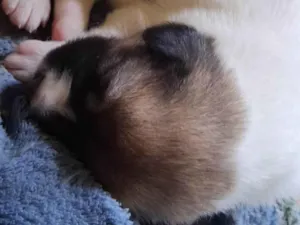 Cachorro raça SRD-ViraLata idade Abaixo de 2 meses nome Ainda sem nome